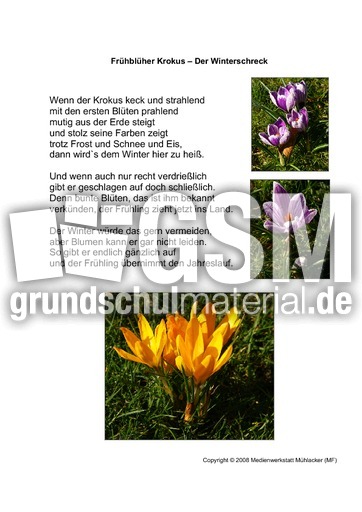 Frühblüher-Krokus-2.pdf